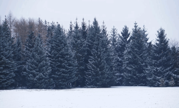 Frosted Woods